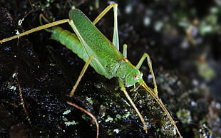 green grasshopper in closeup shot HD wallpaper